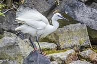 little-egret-nature-birds-1566796.jpg