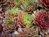 succulents-floral-plants-natural-498696.jpg