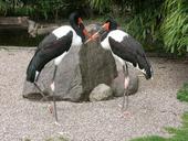 stork-stork-type-saddle-stork-bird-685680.jpg