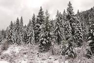 A living sno-globe scene and winter wonderland, created by a sudden mountain blizzard along California Highway 36, south of Lassen Volcanic National Park LCCN2013630910.tif.tiff