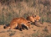 Pair of red fox pups take a rest side by side.jpg