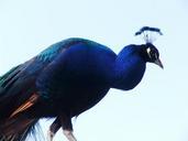 peacock-bird-close-iridescent-blue-363210.jpg