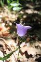 bell-bellflower-campanula-flowers-87517.jpg