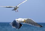 seagulls-flying-in-flight-birds-1550258.jpg