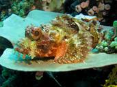 underwater-scuba-diving-fauna-1175400.jpg