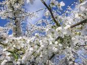 cherry-blossoms-flowers-flower-518182.jpg