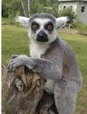 lemur-furuvik-sweden-animals-zoo-433700.jpg