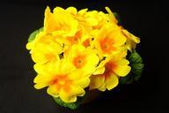 primrose-primula-blossom-bloom-322328.jpg