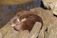 otter-swimmer-water-fur-821113.jpg