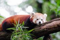 Red Panda (29120087923).jpg