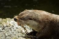 otter-eat-wild-animal-1320062.jpg