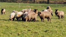 pasture-sheep-flock-wool-638828.jpg