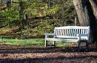 bench-tree-foliage-green-white-613550.jpg