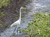 egret-bird-white-animal-wader-639926.jpg