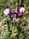 milkvetch-weed-blossom-astragalus-539593.jpg