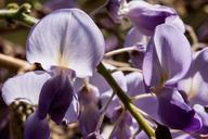 blue-rain-wisteria-wisterien-322607.jpg