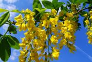 yellow-flowered-acacia-gold-laburnum-777534.jpg