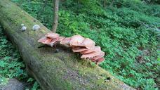 tree-fungi-beech-forest-green-585255.jpg