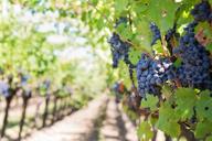 purple-grapes-vineyard-napa-valley-553462.jpg