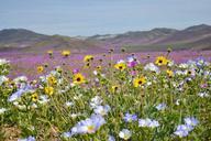 hills-flowering-desert-flowers-960126.jpg