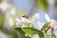 bee-flower-pollinate-insects-507250.jpg