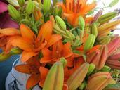 orange-lilies-flowers-blooming-605149.jpg