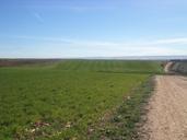 barley-field-daganzo-madrid-spain-734599.jpg