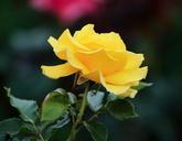 yellow-rose-profile-flower-petals-170224.jpg