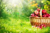 Organic_Apples_in_the_Basket._Orchard._Garden.jpg