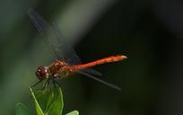 dragonfly-macro-red-insect-close-1001230.jpg