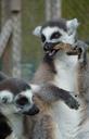 lemur-s-longleat-eating-sun-bathing-1703719.jpg