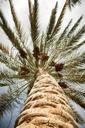 palm-sun-nature-631270.jpg