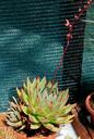 Echeveria agavoides Succulents exhibition in Botanical Garden of Charles University 2016.jpg