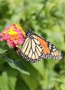 monarch-butterfly-orange-yellow-364735.jpg