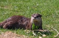 otter-european-otter-animal-275947.jpg