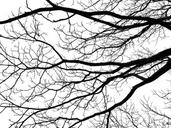 tree-branches-silhouette-black-1438260.jpg