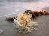 beach-seaweed-coral-sand-nature-944750.jpg