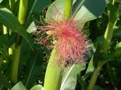 corn-the-ear-corn-plantation-1081348.jpg