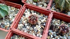 cacti-collection-succulents-1242806.jpg