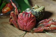 creative-cuisine-care-gourmet-crab-651639.jpg