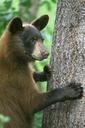 Young black bear standing with front legs grasping tree trunk.jpg