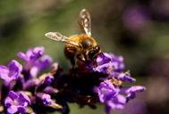 bee-lavender-wings-pollen-insect-1040523.jpg