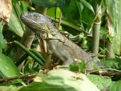 animal-costa-rica-jungle-rain-1450480.jpg