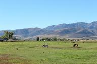 meadow-landscape-grass-pasture-500800.jpg