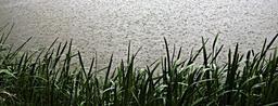 rain-raindrops-water-level-328212.jpg