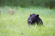 Black_bear,_Blacktail_Deer_Plateau.jpg