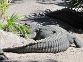 alligator-crocodile-tail-548155.jpg