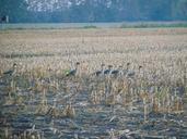 geese-animals-nature-landscape-986486.jpg