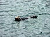 Seals in Monterey.jpg