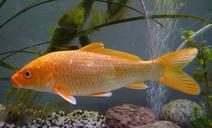 carp-koi-fish-pond-asia-garden-217229.jpg